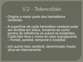  Origina
        a maior parte dos hemisférios
 cerebrais.
A superfície de cada hemisfério cerebral pode
 ser dividida em lobos, tomando-se como
 pontos de referência os sulcos lá existentes.
 Cada lobo leva o nome do osso suprajacente
 – frontal, parietal, temporal e occipital.
 Um quinto lobo cerebral, denominado ínsula,
 situa-se internamente.
 