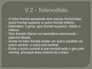  O lobo frontal apresenta dois sulcos horizontais:
  sulco frontal superior e sulco frontal inferior.
 Delimitam 3 giros: giro frontal superior, médio e
  inferior.
 Giro frontal inferior no hemisfério dominante –
  palavra falada.
 Ainda no lobo frontal existe um sulco paralelo ao
  sulco central, o sulco pré-central.
 Entre o sulco central e pré-central está o giro pré-
  central, principal área motora do córtex.
 