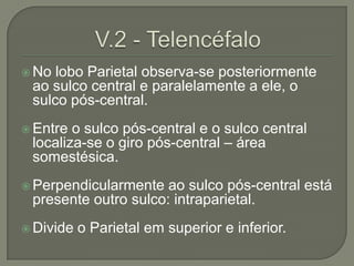  No lobo Parietal observa-se posteriormente
 ao sulco central e paralelamente a ele, o
 sulco pós-central.
 Entre o sulco pós-central e o sulco central
 localiza-se o giro pós-central – área
 somestésica.
 Perpendicularmente  ao sulco pós-central está
 presente outro sulco: intraparietal.
 Divide   o Parietal em superior e inferior.
 