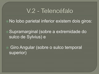  No   lobo parietal inferior existem dois giros:

 Supramarginal    (sobre a extremidade do
    sulco de Sylvius) e

    Giro Angular (sobre o sulco temporal
    superior)
 