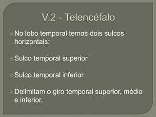  Nolobo temporal temos dois sulcos
 horizontais:

 Sulco   temporal superior

 Sulco   temporal inferior

 Delimitam    o giro temporal superior, médio
 e inferior.
 