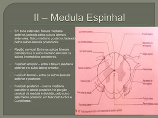    Em toda extensão: fissura mediana
    anterior, ladeada pelos sulcos laterais
    anteriores. Sulco mediano posterior, ladeado
    pelos sulcos laterais posteriores.

   Região cervical: Entre os sulcos laterais
    posteriores e o sulco mediano existem os
    sulcos intermédios posteriores.

   Funículo anterior – entre a fissura mediana
    anterior e o sulco lateral anterior.

   Funículo lateral – entre os sulcos laterais
    anterior e posterior.

   Funículo posterior – sulcos mediano
    posterior e lateral posterior. Na porção
    cervical da medula é dividido, pelo sulco
    intermédio posterior, em fascículo Grácil e
    Cuneiforme.
 