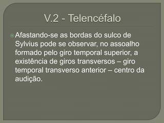 Afastando-se as bordas do sulco de
 Sylvius pode se observar, no assoalho
 formado pelo giro temporal superior, a
 existência de giros transversos – giro
 temporal transverso anterior – centro da
 audição.
 