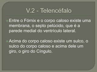  Entre
      o Fórnix e o corpo caloso existe uma
 membrana, o septo pelúcido, que é a
 parede medial do ventrículo lateral.

 Acima  do corpo caloso existe um sulco, o
 sulco do corpo caloso e acima dele um
 giro, o giro do Cíngulo.
 
