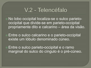  Nolobo occipital localiza-se o sulco parieto-
 occipital que divide-se em parieto-occipital
 propriamente dito e calcarino – área da visão.

 Entreo sulco calcarino e o parieto-occipital
 existe um lóbulo denominado cúneo.

 Entre
      o sulco parieto-occipital e o ramo
 marginal do sulco do cíngulo é o pré-cúneo.
 