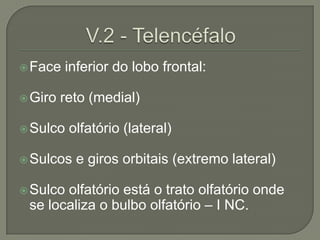  Face   inferior do lobo frontal:

 Giro   reto (medial)

 Sulco   olfatório (lateral)

 Sulcos   e giros orbitais (extremo lateral)

 Sulcoolfatório está o trato olfatório onde
 se localiza o bulbo olfatório – I NC.
 