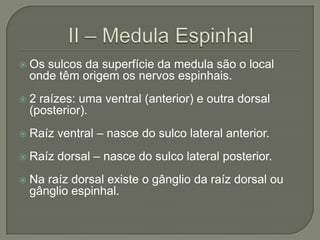    Os sulcos da superfície da medula são o local
    onde têm origem os nervos espinhais.
   2 raízes: uma ventral (anterior) e outra dorsal
    (posterior).
   Raíz ventral – nasce do sulco lateral anterior.
   Raíz dorsal – nasce do sulco lateral posterior.
   Na raíz dorsal existe o gânglio da raíz dorsal ou
    gânglio espinhal.
 