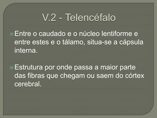  Entreo caudado e o núcleo lentiforme e
 entre estes e o tálamo, situa-se a cápsula
 interna.

 Estruturapor onde passa a maior parte
 das fibras que chegam ou saem do córtex
 cerebral.
 