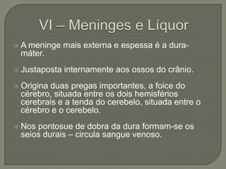    A meninge mais externa e espessa é a dura-
    máter.
   Justaposta internamente aos ossos do crânio.
   Origina duas pregas importantes, a foice do
    cérebro, situada entre os dois hemisférios
    cerebrais e a tenda do cerebelo, situada entre o
    cérebro e o cerebelo.
   Nos pontosue de dobra da dura formam-se os
    seios durais – circula sangue venoso.
 