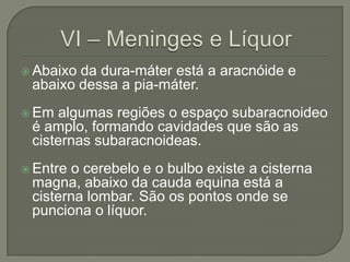  Abaixoda dura-máter está a aracnóide e
 abaixo dessa a pia-máter.
 Em algumas regiões o espaço subaracnoideo
 é amplo, formando cavidades que são as
 cisternas subaracnoideas.
 Entreo cerebelo e o bulbo existe a cisterna
 magna, abaixo da cauda equina está a
 cisterna lombar. São os pontos onde se
 punciona o líquor.
 