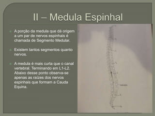    A porção da medula que dá origem
    a um par de nervos espinhais é
    chamada de Segmento Medular.

   Existem tantos segmentos quanto
    nervos.

   A medula é mais curta que o canal
    vertebral. Terminando em L1-L2.
    Abaixo desse ponto observa-se
    apenas as raízes dos nervos
    espinhais que formam a Cauda
    Equina.
 