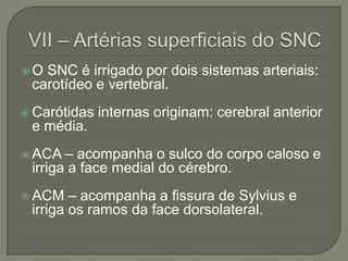 O SNC é irrigado por dois sistemas arteriais:
 carotídeo e vertebral.
 Carótidas   internas originam: cerebral anterior
 e média.
 ACA  – acompanha o sulco do corpo caloso e
 irriga a face medial do cérebro.
 ACM   – acompanha a fissura de Sylvius e
 irriga os ramos da face dorsolateral.
 