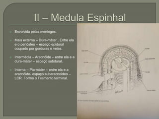    Envolvida pelas meninges.

   Mais externa – Dura-máter . Entre ela
    e o periósteo – espaço epidural
    ocupado por gorduras e veias.

   Intermédia – Aracnóide – entre ela e a
    dura-máter – espaço subdural.

   Interna – Pia-máter – entre ela e a
    aracnóide- espaço subaracnoideo –
    LCR. Forma o Filamento terminal.
 