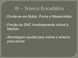  Divide-se   em Bulbo, Ponte e Mesencéfalo.

 Porçãodo SNC imediatamente rostral à
 Medula.

 Abordagem     caudal para rostral e anterior
 para dorsal.
 