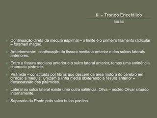 BULBO




   Continuação direta da medula espinhal – o limite é o primeiro filamento radicular
    – foramen magno.
   Anteriormente: continuação da fissura mediana anterior e dos sulcos laterais
    anteriores.
   Entre a fissura mediana anterior e o sulco lateral anterior, temos uma eminência
    chamada pirâmide.
   Pirâmide – constituída por fibras que descem da área motora do cérebro em
    direção à medula. Cruzam a linha média obliterando a fissura anterior –
    decussassão das pirâmides.
   Lateral ao sulco lateral existe uma outra saliência: Oliva – núcleo Olivar situado
    internamente.
   Separado da Ponte pelo sulco bulbo-pontino.
 