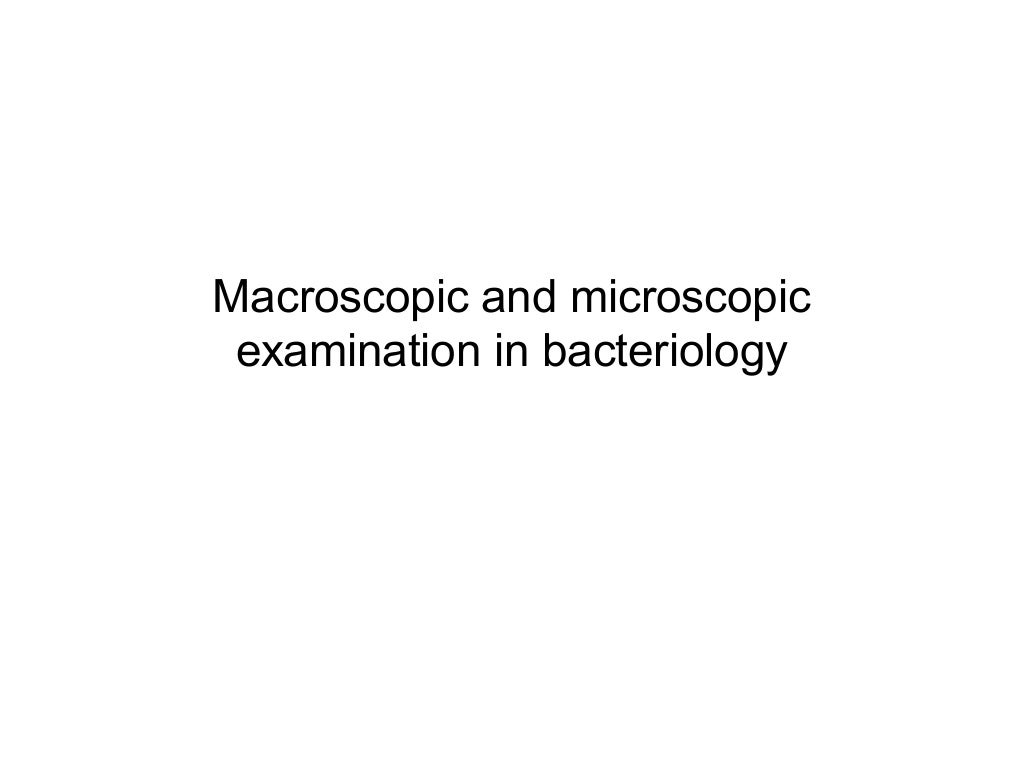 Macroscopic and microscopic examination in bacteriology