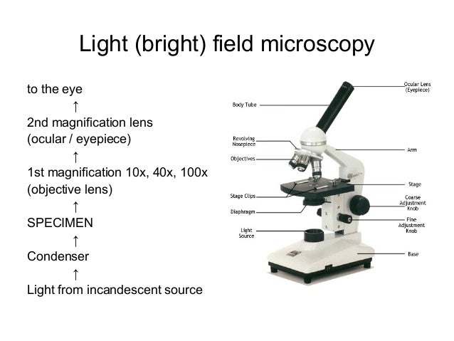 bright field light microscope bright 2019 02 01 bright field microscopy