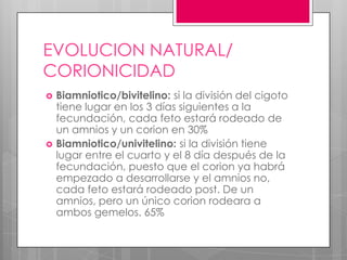 EVOLUCION NATURAL/
CORIONICIDAD
 Biamniotico/bivitelino: si la división del cigoto
tiene lugar en los 3 días siguientes a la
fecundación, cada feto estará rodeado de
un amnios y un corion en 30%
 Biamniotico/univitelino: si la división tiene
lugar entre el cuarto y el 8 día después de la
fecundación, puesto que el corion ya habrá
empezado a desarrollarse y el amnios no,
cada feto estará rodeado post. De un
amnios, pero un único corion rodeara a
ambos gemelos. 65%
 