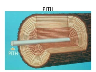 Macrostructure of wood | PPT
