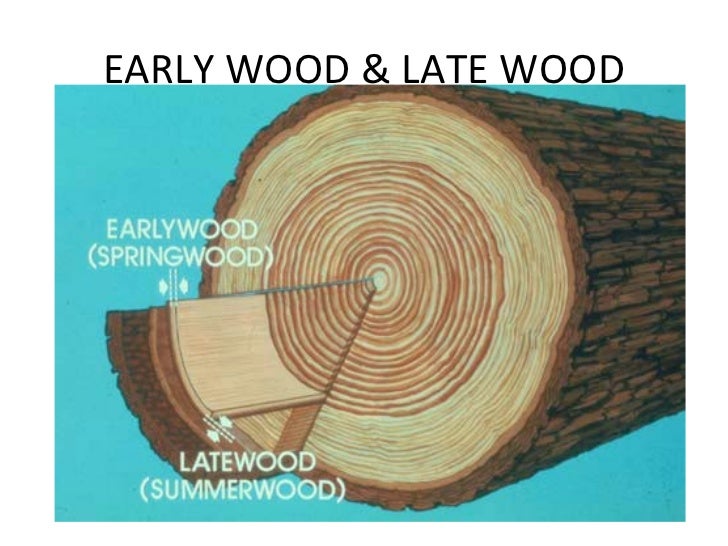 Macrostructure of wood