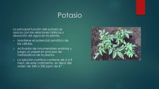 Potasio
La principal función del potasio se
asocia con las relaciones hídricas y
absorción de agua en la planta.
 Mantiene el potencial osmótico de
las células.
 Activador de innumerables enzimas y
juega un papel en proceso de
metabólicos de la planta.
 La solución nutritiva contiene de 6 a 9
me/L de este nutrimento, es decir del
orden de 240 a 350 ppm de 𝐾+
.
 