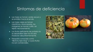 Síntomas de deficiencia
 Las hojas se tornan verde oscuro y
se enrollan hacia el envés.
 Las hojas viejas se tornan
cloróticas y bronceadas, los
márgenes se tornan café y el
tejido necrosamiento.
 Los frutos deficiente de potasio no
se desarrollan bien los lóculos
maduran desuniformemente.
 Fisiopatia conocida como
“Blotchy ripe-ning” y cuyos frutos
no son comerciales.
 