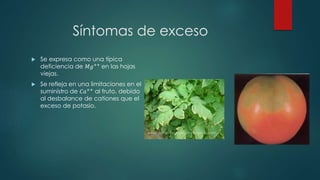 Síntomas de exceso
 Se expresa como una típica
deficiencia de 𝑀𝑔++ en las hojas
viejas.
 Se refleja en una limitaciones en el
suministro de 𝐶𝑎++
al fruto, debido
al desbalance de cationes que el
exceso de potasio.
 