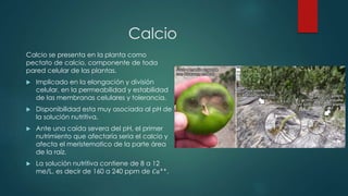 Calcio
Calcio se presenta en la planta como
pectato de calcio, componente de toda
pared celular de las plantas.
 Implicado en la elongación y división
celular, en la permeabilidad y estabilidad
de las membranas celulares y tolerancia.
 Disponibilidad esta muy asociada al pH de
la solución nutritiva.
 Ante una caída severa del pH, el primer
nutrimiento que afectaría seria el calcio y
afecta el meristematico de la parte área
de la raíz.
 La solución nutritiva contiene de 8 a 12
me/L, es decir de 160 a 240 ppm de 𝐶𝑎++.
 