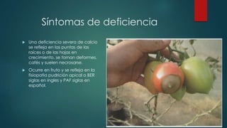 Síntomas de deficiencia
 Una deficiencia severa de calcio
se refleja en las puntas de las
raíces o de las hojas en
crecimiento, se tornan deformes,
cafés y suelen necrosarse.
 Ocurre en fruto y se refleja en la
fisiopatia pudrición apical o BER
siglas en ingles y PAF siglas en
español.
 