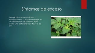 Síntomas de exceso
Una planta con un suministro
excesivo de 𝐶𝑎++ se puede reflejar en
un desbalance de cationes, tales
como una deficiencia de 𝑀𝑔++ o de
𝐾+
.
 