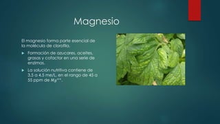 Magnesio
El magnesio forma parte esencial de
la molécula de clorofila.
 Formación de azucares, aceites,
grasas y cofactor en una serie de
enzimas.
 La solución nutritiva contiene de
3.5 a 4.5 me/L, en el rango de 45 a
55 ppm de 𝑀𝑔++
.
 