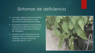 Síntomas de deficiencia
 Las hojas viejas se tornan amarillas,
con clorosis intervenal y cuyas
nervaduras permanecen verdes.
 El problema tiende a exacerbarse
conforme la planta se envejece o
conforme se reduce el suministro
de nitrógeno.
 Muchas veces el síntomas es el
resultado de un desbalance de
cationes, como un elevado
suministro de 𝐾+
y 𝐶𝑎++
.
 