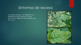 Síntomas de exceso
Un exceso de 𝑀𝑔++
se refleja en un
desbalance de cationes y por lo
tanto en un déficit en el suministro de
𝐾+ y 𝐶𝑎++.
 