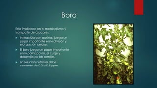 Boro
Esta implicado en el metabolismo y
transporte de azucares.
 Interactúa con auxinas, juega un
papel importante en la división y
elongación celular.
 El boro juega un papel importante
en la polinización, el cuaje y
desarrollo de las semillas.
 La solución nutritiva debe
contener de 0.3 a 0.5 ppm.
 