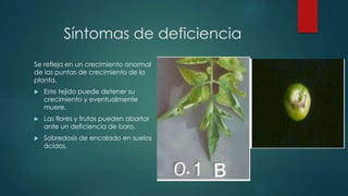 Síntomas de deficiencia
Se refleja en un crecimiento anormal
de las puntas de crecimiento de la
planta.
 Este tejido puede detener su
crecimiento y eventualmente
muere.
 Las flores y frutas pueden abortar
ante un deficiencia de boro.
 Sobredosis de encalado en suelos
ácidos.
 