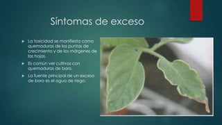 Síntomas de exceso
 La toxicidad se manifiesta como
quemaduras de las puntas de
crecimiento y de los márgenes de
las hojas.
 Es común ver cultivos con
quemaduras de boro.
 La fuente principal de un exceso
de boro es el agua de riego.
 