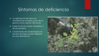 Síntomas de deficiencia
 La deficiencia de hierro se
manifiesta en el tejido joven de la
planta como clorosis intervenal.
 Suele ocurrir en suelos calcáreos o
de pH alcalino.
 Condiciones de anaerobiosis por
exceso de riego puede reflejarse
en una deficiencia.
 