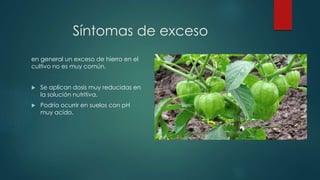 Síntomas de exceso
en general un exceso de hierro en el
cultivo no es muy común.
 Se aplican dosis muy reducidas en
la solución nutritiva.
 Podría ocurrir en suelos con pH
muy acido.
 