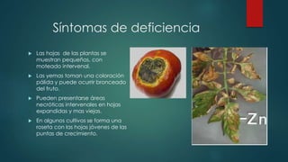 Síntomas de deficiencia
 Las hojas de las plantas se
muestran pequeñas, con
moteado intervenal.
 Las yemas toman una coloración
pálida y puede ocurrir bronceado
del fruto.
 Pueden presentarse áreas
necróticas intervenales en hojas
expandidas y mas viejas.
 En algunos cultivos se forma una
roseta con las hojas jóvenes de las
puntas de crecimiento.
 