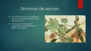 Síntomas de exceso
 La toxicidad por zinc se presenta
como un marcado acortamiento
de entrenudos.
 Un exceso de zinc puede
desarrollar una deficiencia de
Hierro en la planta
 