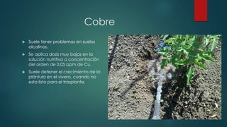 Cobre
 Suele tener problemas en suelos
alcalinos.
 Se aplica dosis muy bajas en la
solución nutritiva a concentración
del orden de 0.05 ppm de Cu.
 Suele detener el crecimiento de la
plántula en el vivero, cuando no
esta listo para el trasplante.
 