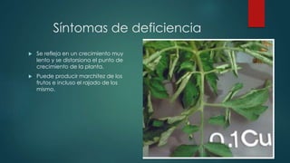 Síntomas de deficiencia
 Se refleja en un crecimiento muy
lento y se distorsiona el punto de
crecimiento de la planta.
 Puede producir marchitez de los
frutos e incluso el rajado de los
mismo.
 