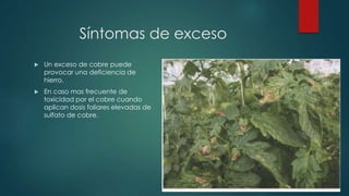 Síntomas de exceso
 Un exceso de cobre puede
provocar una deficiencia de
hierro.
 En caso mas frecuente de
toxicidad por el cobre cuando
aplican dosis foliares elevadas de
sulfato de cobre.
 