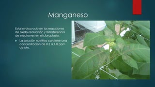 Manganeso
Esta involucrado en las reacciones
de oxido-reducción y transferencia
de electrones en el cloroplasto.
 La solución nutritiva contiene una
concentración de 0.5 a 1.0 ppm
de Mn.
 