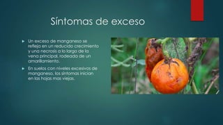Síntomas de exceso
 Un exceso de manganeso se
refleja en un reducido crecimiento
y una necrosis a lo largo de la
vena principal, rodeada de un
amarillamiento.
 En suelos con niveles excesivos de
manganeso, los síntomas inician
en las hojas mas viejas.
 
