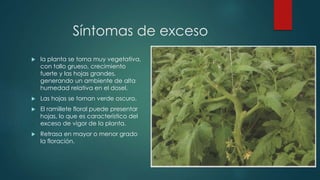 Síntomas de exceso
 la planta se torna muy vegetativa,
con tallo grueso, crecimiento
fuerte y las hojas grandes,
generando un ambiente de alta
humedad relativa en el dosel.
 Las hojas se tornan verde oscuro.
 El ramillete floral puede presentar
hojas, lo que es característico del
exceso de vigor de la planta.
 Retrasa en mayor o menor grado
la floración.
 