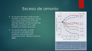 Exceso de amonio
 Un exceso de este catión puede
también causar fitoxicidad, causar
una caída drástica en el PH del
drenaje debido al intercambio del
𝑁𝐻4
+
por un protón 𝐻+
, que
acidifica el medio de la raíz.
 Un exceso de 𝑁𝐻4
+
, puede
provocar un problema de
pudrición apical fisiopatia
conocida como “Blossom end rot“
(BER).
 