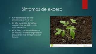 Síntomas de exceso
 Puede reflejarse en una
deficiencia Zn, Fe o Mn.
 Un alto suministro de fosforo
puede inferir también con la
nutrición de Ca.
 En el suelo con altos contenidos
de fosforo y niveles marginales de
zinc, para evitar antagónicos del
fosforo.
 