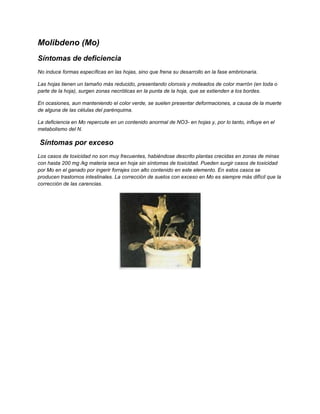 Molibdeno (Mo)
Síntomas de deficiencia
No induce formas específicas en las hojas, sino que frena su desarrollo en la fase embrionaria.
Las hojas tienen un tamaño más reducido, presentando clorosis y moteados de color marrón (en toda o
parte de la hoja), surgen zonas necróticas en la punta de la hoja, que se extienden a los bordes.
En ocasiones, aun manteniendo el color verde, se suelen presentar deformaciones, a causa de la muerte
de alguna de las células del parénquima.
La deficiencia en Mo repercute en un contenido anormal de NO3- en hojas y, por lo tanto, influye en el
metabolismo del N.
Síntomas por exceso
Los casos de toxicidad no son muy frecuentes, habiéndose descrito plantas crecidas en zonas de minas
con hasta 200 mg /kg materia seca en hoja sin síntomas de toxicidad. Pueden surgir casos de toxicidad
por Mo en el ganado por ingerir forrajes con alto contenido en este elemento. En estos casos se
producen trastornos intestinales. La corrección de suelos con exceso en Mo es siempre más difícil que la
corrección de las carencias.
 