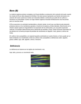 Boro (B)
La materia orgánica produce complejos con B para facilitar su extracción de la solución del suelo cuando
los niveles de B son altos después de fertilizar. De esta manera representa una fuente de boratos a la
solución del suelo cuando los niveles son reducidos debido a extracción por parte de los cultivos o
lixiviación en profundidad. Suelos con baja materia orgánica necesitan fertilizaciones mas frecuentes
pero en menores dosis.
El B es esencial en la actividad meristemática y división celular, de ahí que una falta de este elemento
produzca danos en los meristemas apicales y muerte de los ápices y brotes laterales. Esta función en la
división celular explica la irregularidad en la expansión de los entrenudos y en una pobre expansión
radicular. Es también determinante para el desarrollo de semillas y frutos. Estas funciones esenciales de
las plantas son la fuente principal de perdidas de rendimiento en algodón, maíz, girasol y cultivos de
frutas.
En cultivos más susceptibles y en especial aquellos sembrados en suelos livianos, el boro puede ser un
factor limitante en el rendimiento. Entre los cultivos más susceptibles a deficiencias están: algodón,
girasol, alfalfa, soja, café, algodón, cítricos, manzana.
Deficiencia
La deficiencia se observa en los tejidos de crecimiento: raíz,
hoja, tallo y provoca un crecimiento lento.
 
